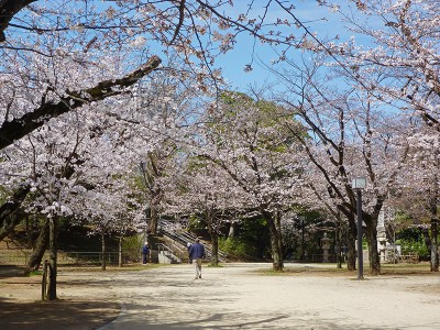 亥鼻公園の桜