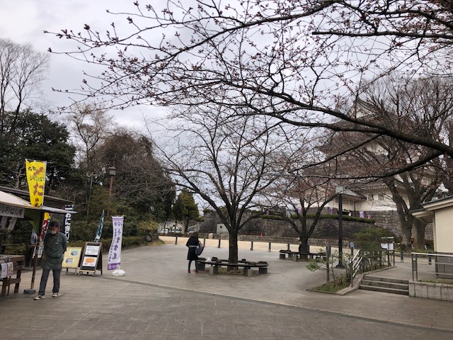 亥鼻公園 2022年桜開花