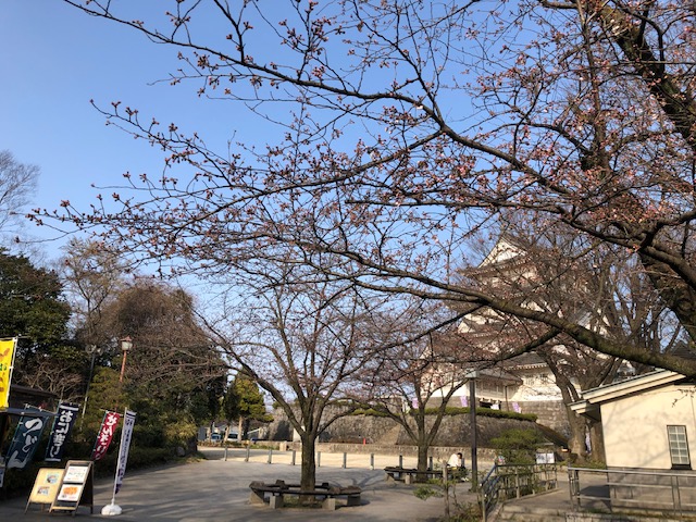 亥鼻公園 2022年桜一分咲き