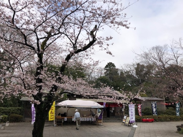 亥鼻公園の桜は『五分咲き』。いのはな亭和菓子をどうぞ